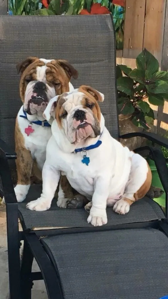 Top-rated landscape design in Amarillo, TX by Hold Fast Lawn Care