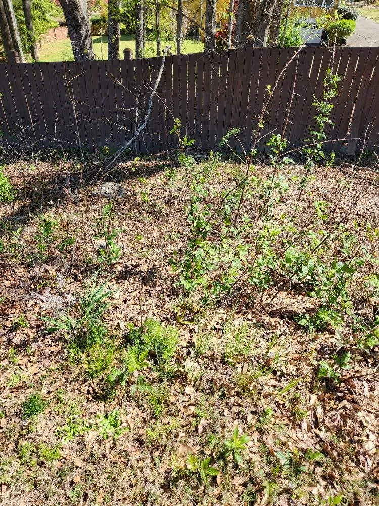 Expert landscape design in Jefferson, GA - Hold the Line Lawn Care