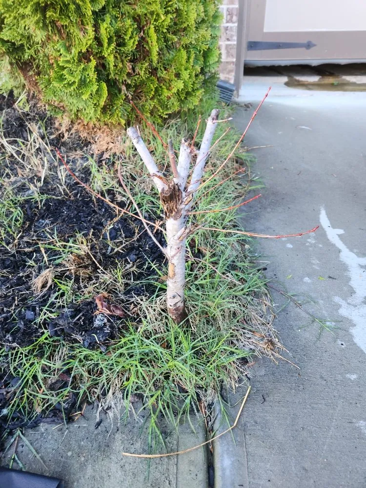 Professional lawn care service for outdoor upgrades across Jefferson, GA - Hold the Line Lawn Care