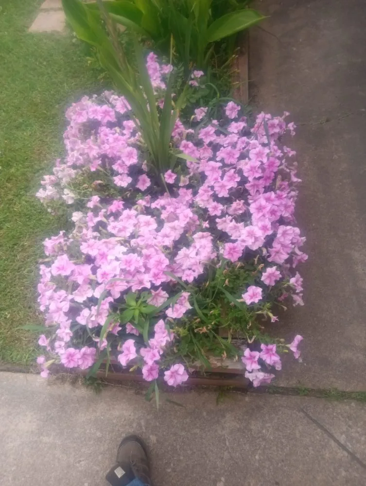 Affordable garden landscaping experts serving Tulsa, OK - Hole-N-One