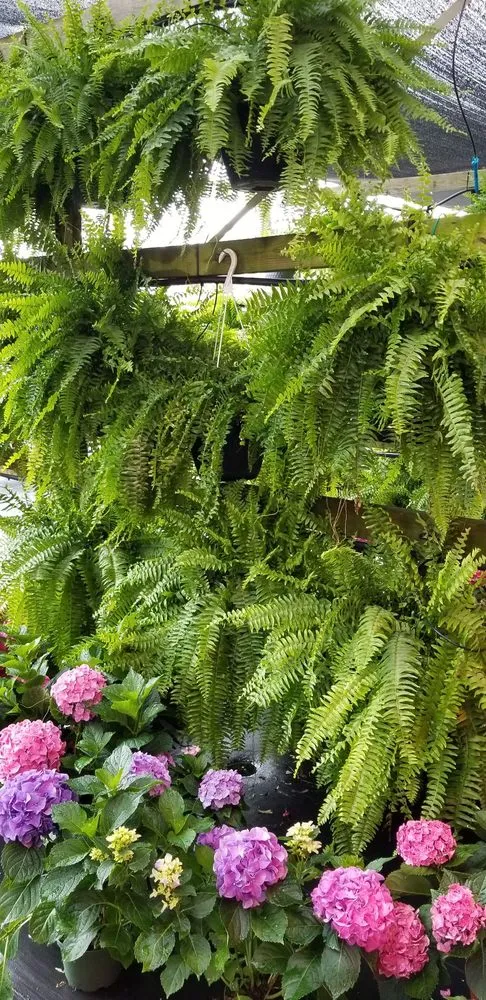 Local landscaping services for residential properties across Jacksonville, FL - Holiday's Nursery & Landscaping