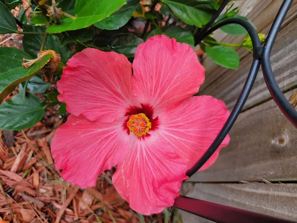 Expert landscape design experts serving Jacksonville, FL - Holiday's Nursery & Landscaping