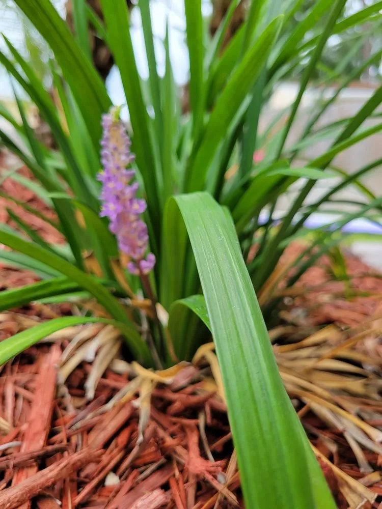 Trusted landscape installation for year-round maintenance in Jacksonville, FL by Holiday's Nursery & Landscaping