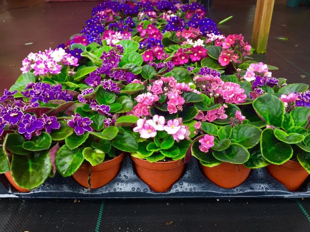 Local outdoor landscaping with custom design in Jacksonville, FL by Holiday's Nursery & Landscaping