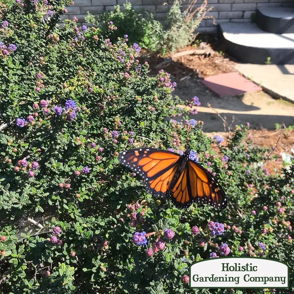 Local yard cleanup service for year-round maintenance in Long Beach, CA by Holistic Gardening Company