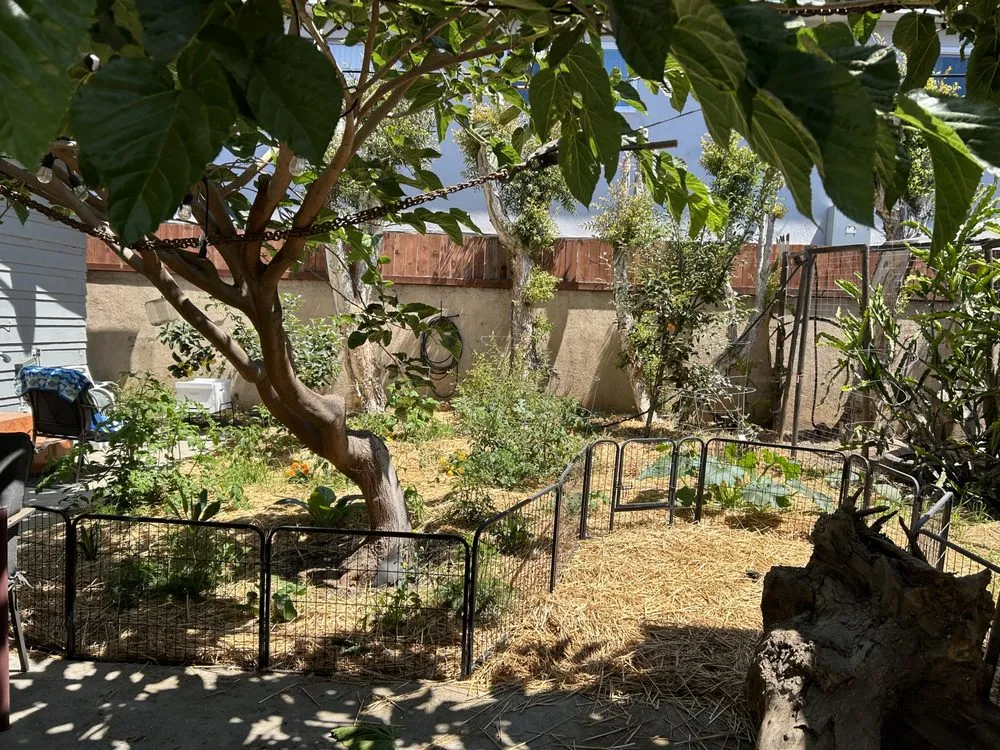 Affordable outdoor landscaping in Long Beach, CA by Holistic Gardening Company