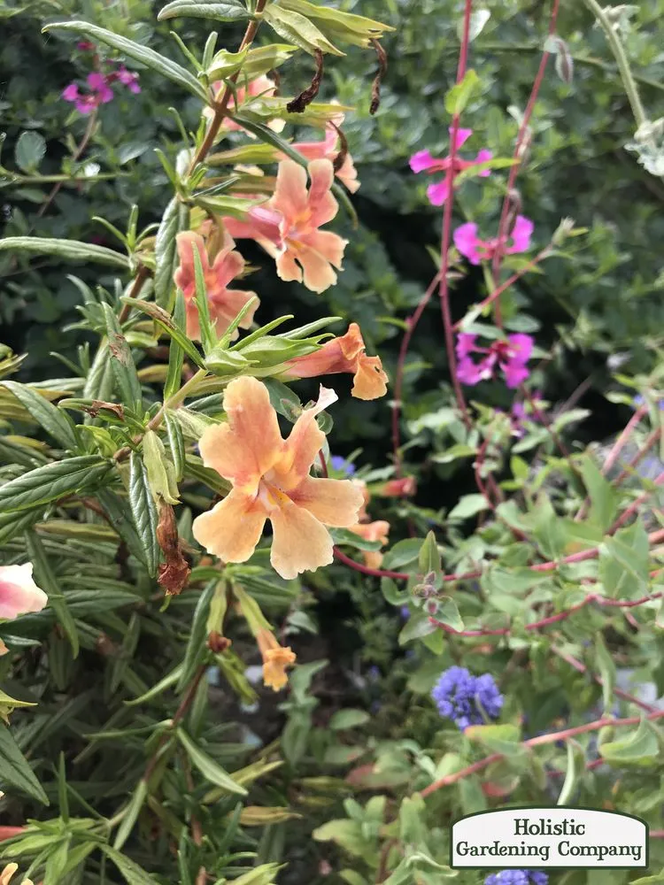 Affordable outdoor landscaping experts serving Long Beach, CA - Holistic Gardening Company