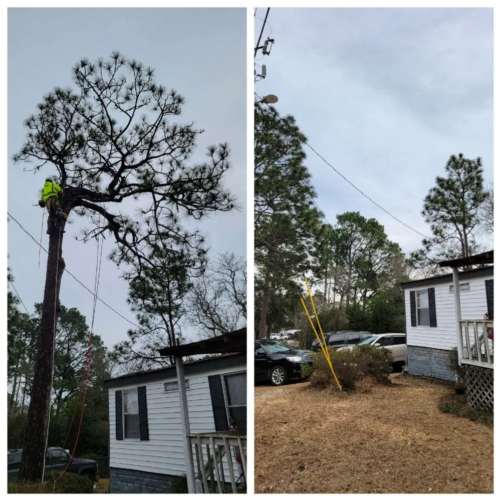 Custom yard cleanup service for year-round maintenance in Lexington, SC by Holladay's Lawn & Tree Service