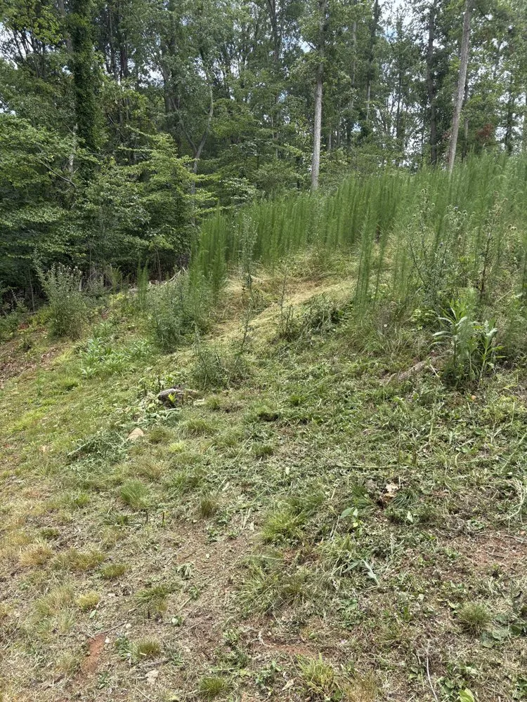 Expert lawn care service for residential properties across Spartanburg, SC - Holland Home Services