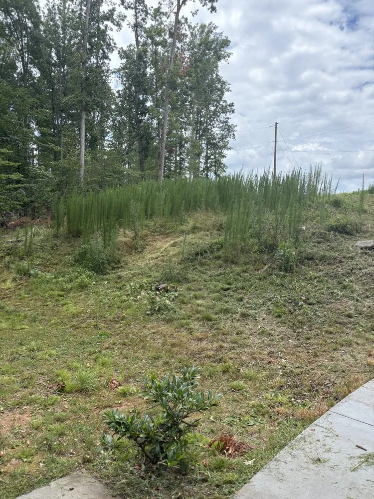 Trusted yard cleanup service in Spartanburg, SC by Holland Home Services