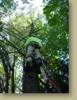 Local garden landscaping in Boston, MA by Holland Tree & Landscaping