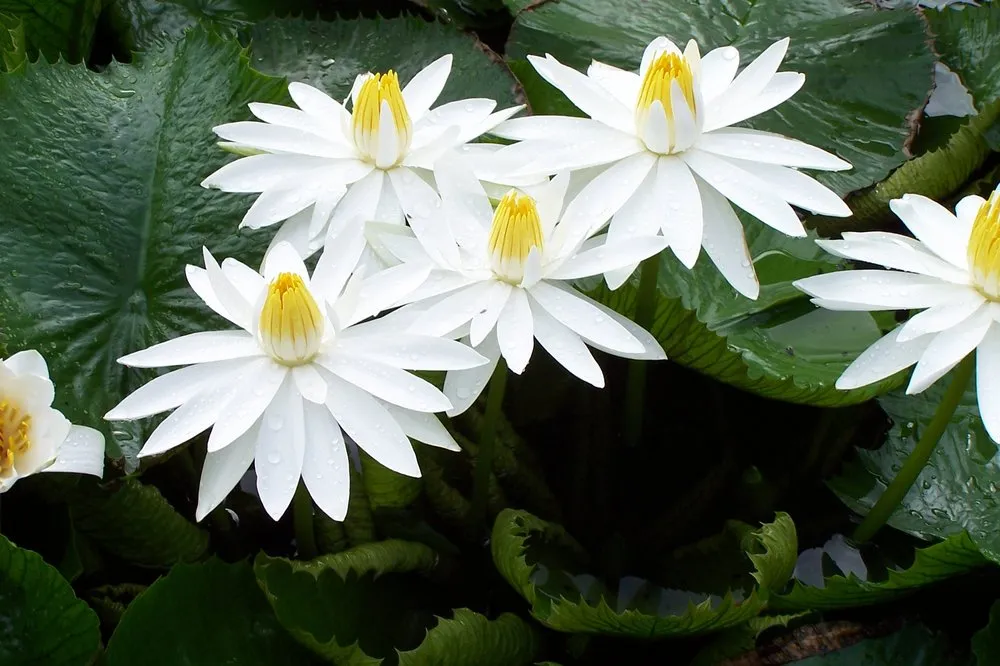 Expert yard cleanup service in Lake City, PA - Holland's Water Garden's