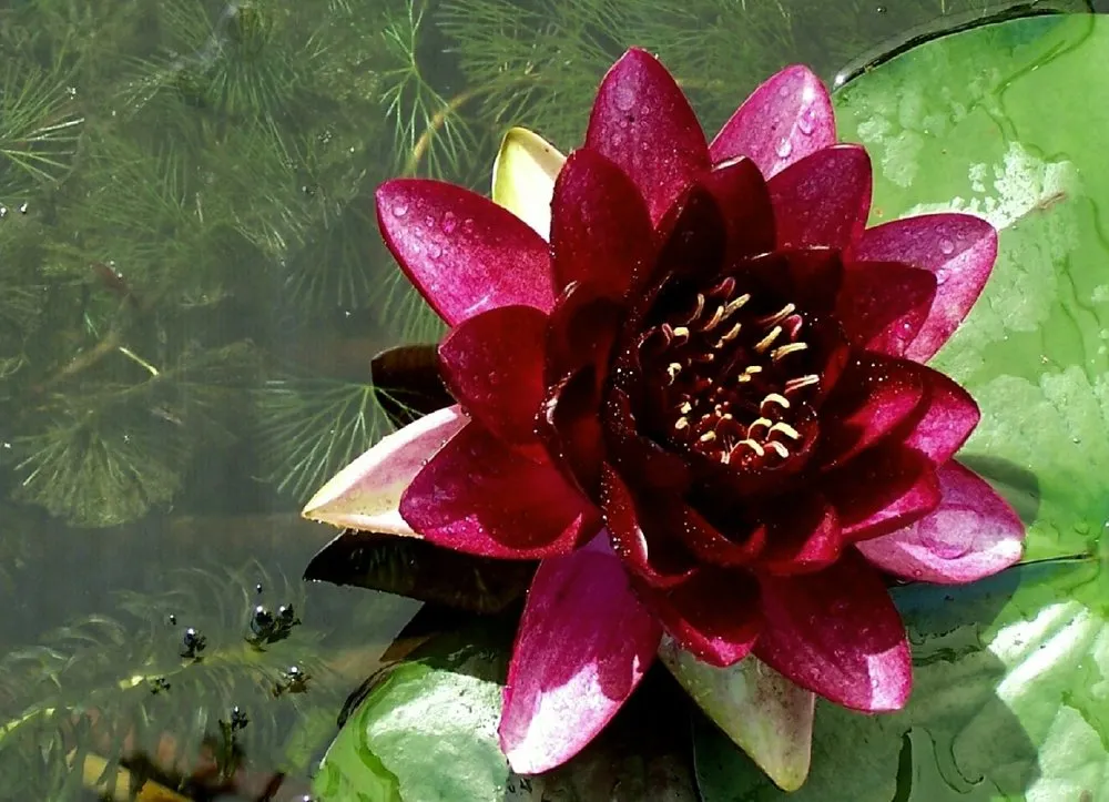 Local yard maintenance for year-round maintenance in Lake City, PA by Holland's Water Garden's