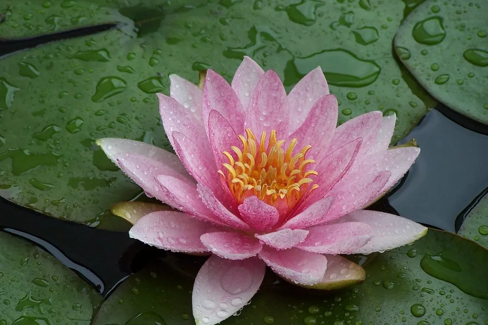 Custom yard cleanup service for year-round maintenance across Lake City, PA - Holland's Water Garden's