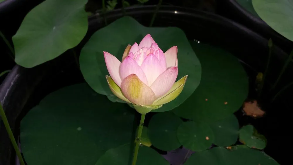 Expert yard cleanup service experts serving Lake City, PA - Holland's Water Garden's