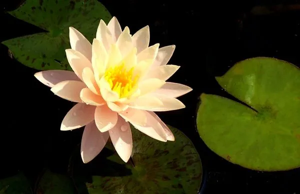 Holland's Water Garden's