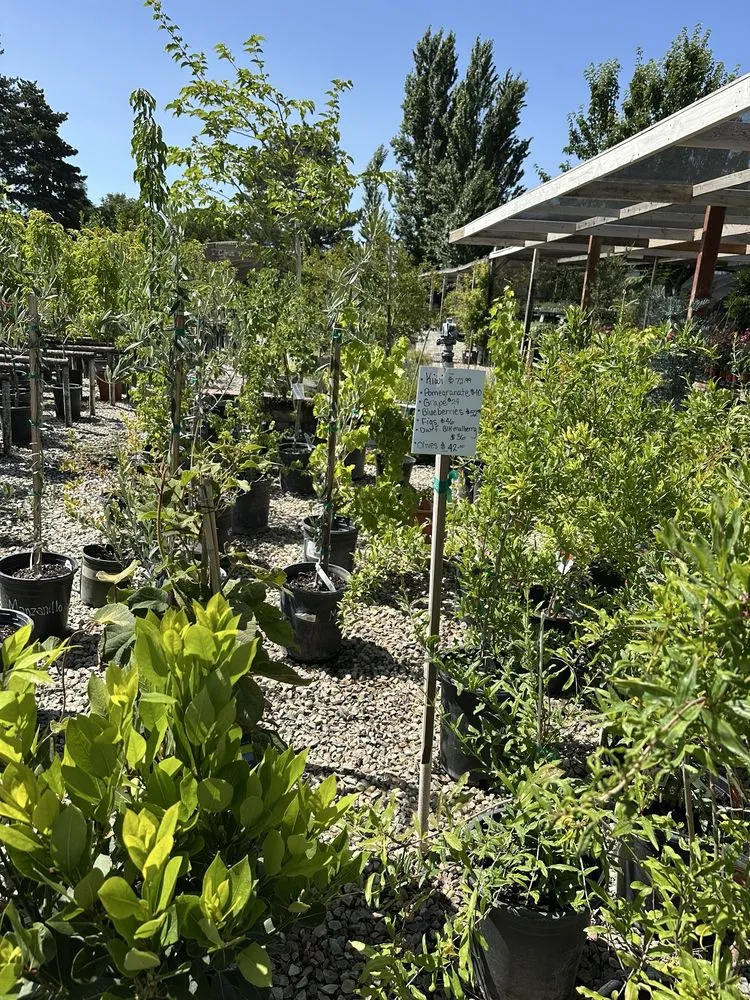 Local lawn care service in Lodi, CA - Hollandutch Nursery