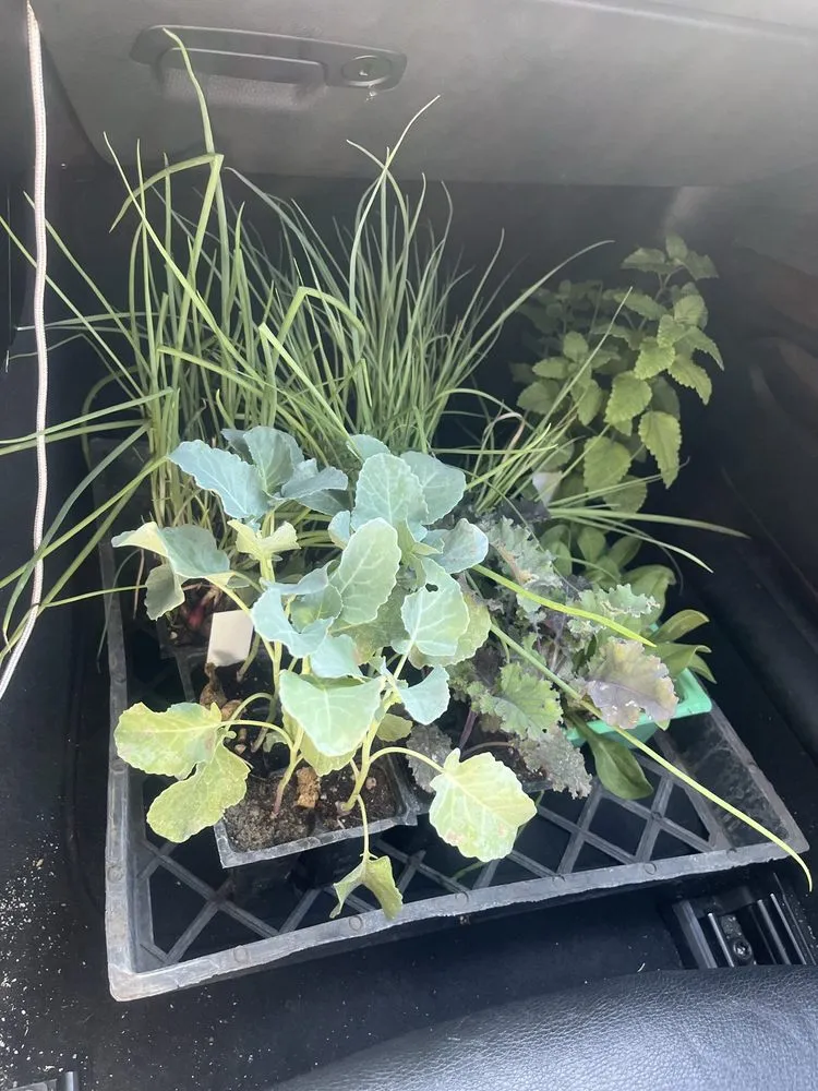 Top-rated landscape installation near you in Lodi, CA by Hollandutch Nursery