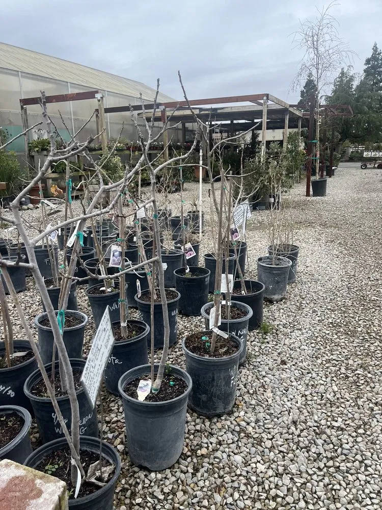 Expert landscape design experts serving Lodi, CA - Hollandutch Nursery