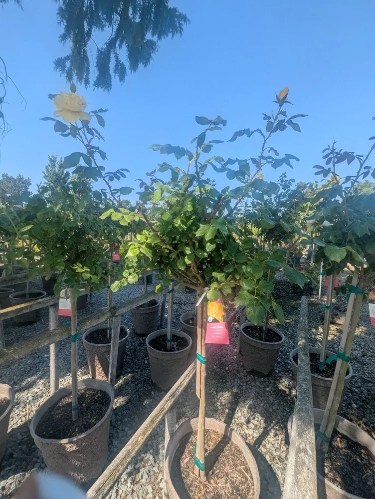 Reliable yard maintenance experts serving Lodi, CA - Hollandutch Nursery