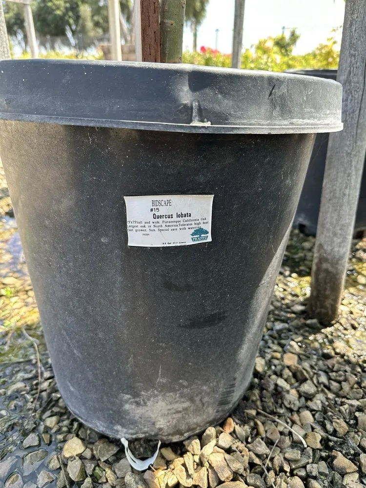 Expert outdoor landscaping experts serving Lodi, CA - Hollandutch Nursery