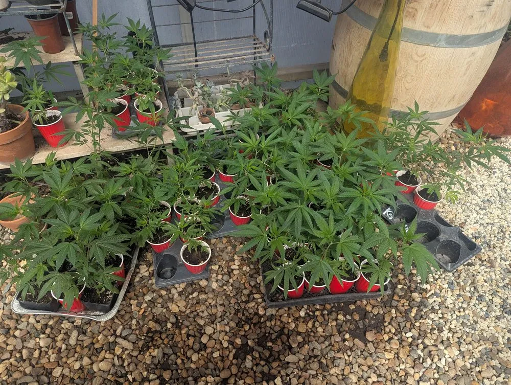 Top-rated lawn care service for homes across Lodi, CA - Hollandutch Nursery