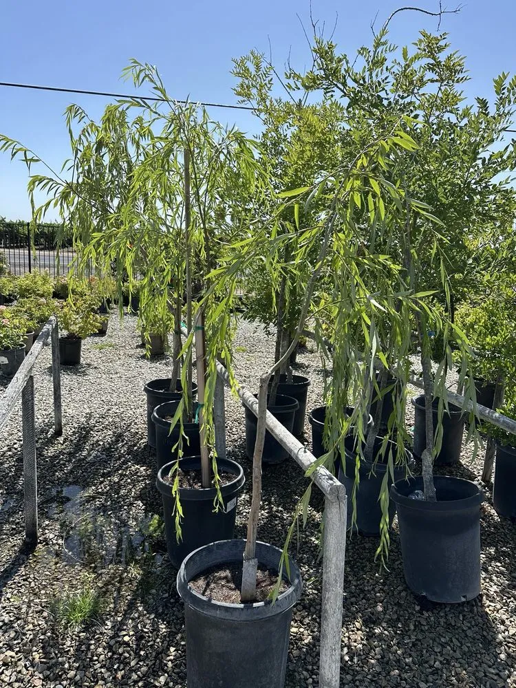Trusted landscape design with custom design across Lodi, CA - Hollandutch Nursery