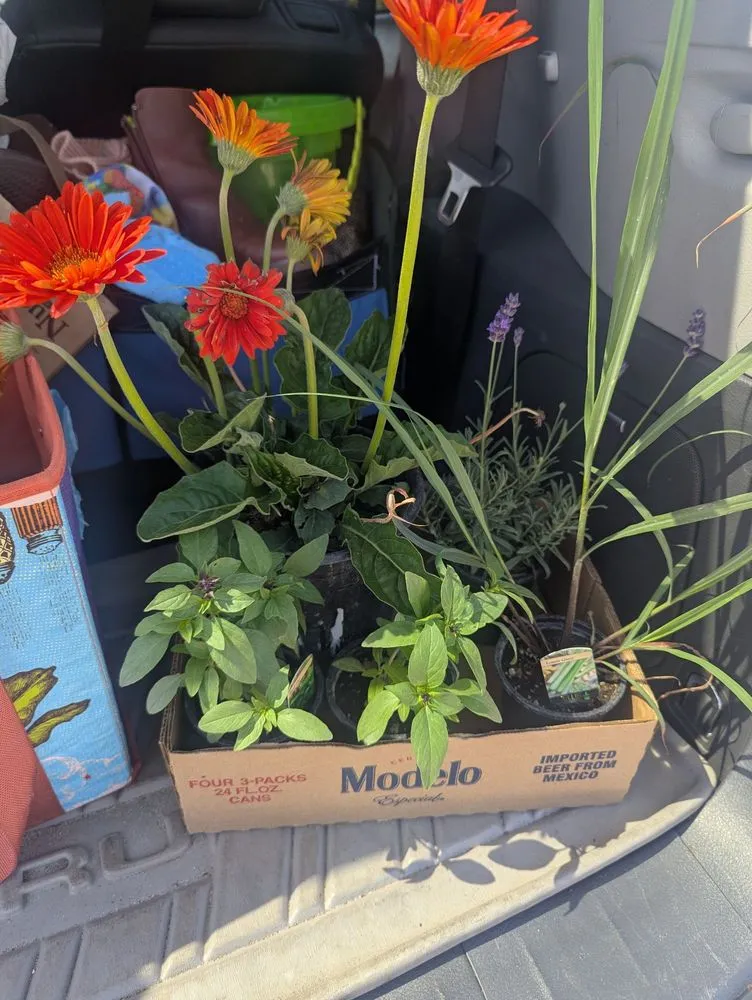 Expert lawn care service for homes in Lodi, CA by Hollandutch Nursery