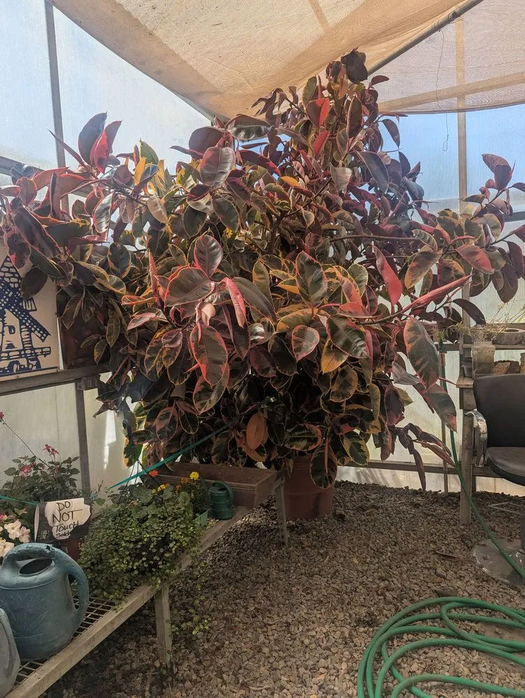 Expert lawn care service for year-round maintenance in Lodi, CA by Hollandutch Nursery