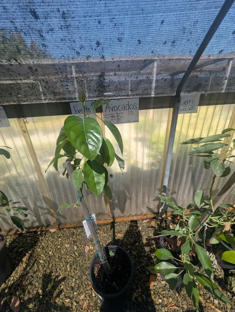 Affordable landscaping services in Lodi, CA - Hollandutch Nursery