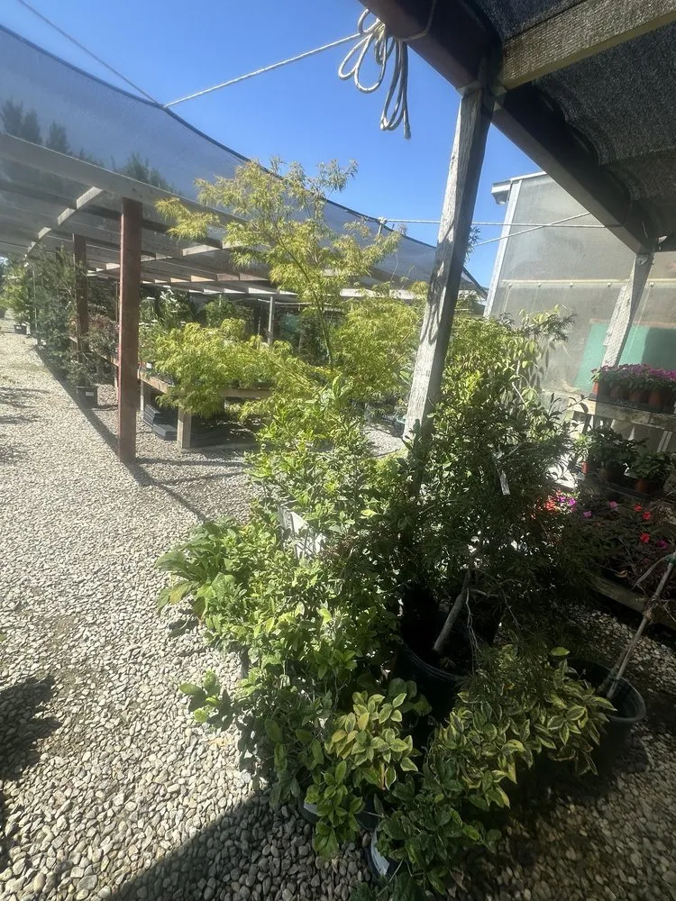 Custom landscaping services near you in Lodi, CA by Hollandutch Nursery