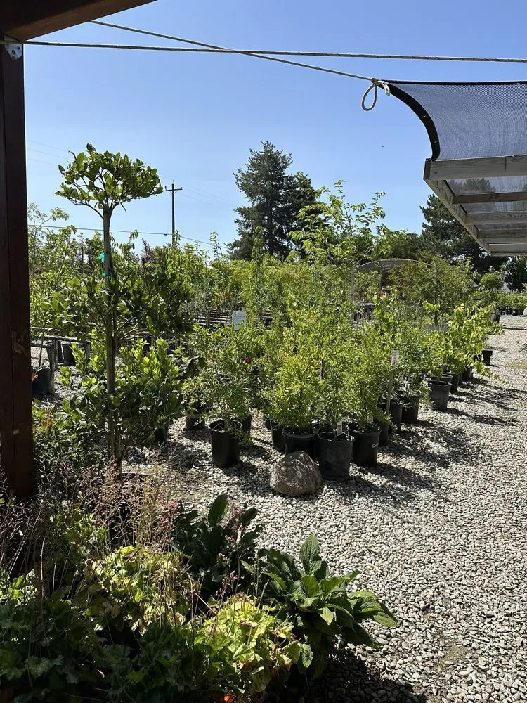 Reliable landscape design in Lodi, CA - Hollandutch Nursery