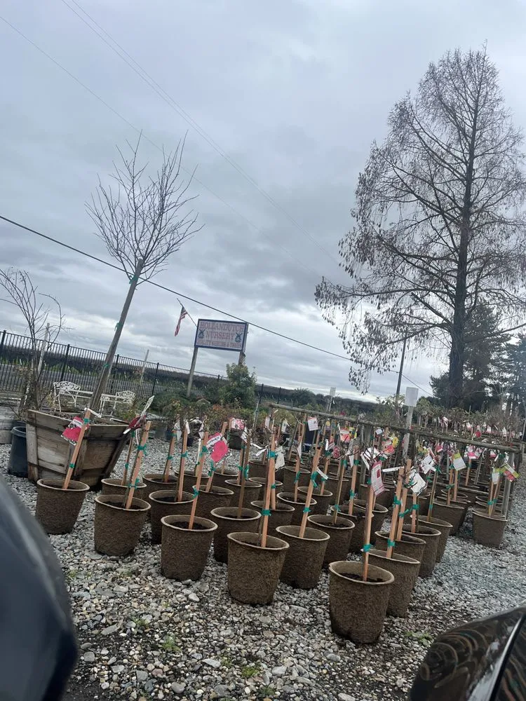 Reliable lawn care service experts serving Lodi, CA - Hollandutch Nursery