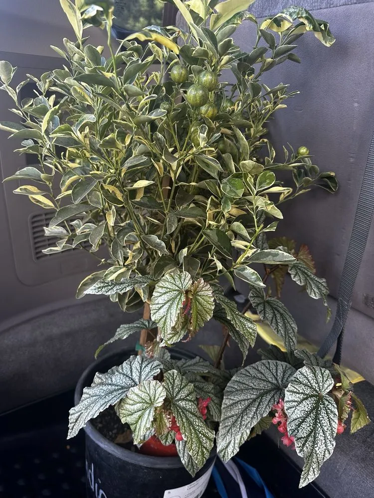 Professional residential landscaping in Lodi, CA - Hollandutch Nursery