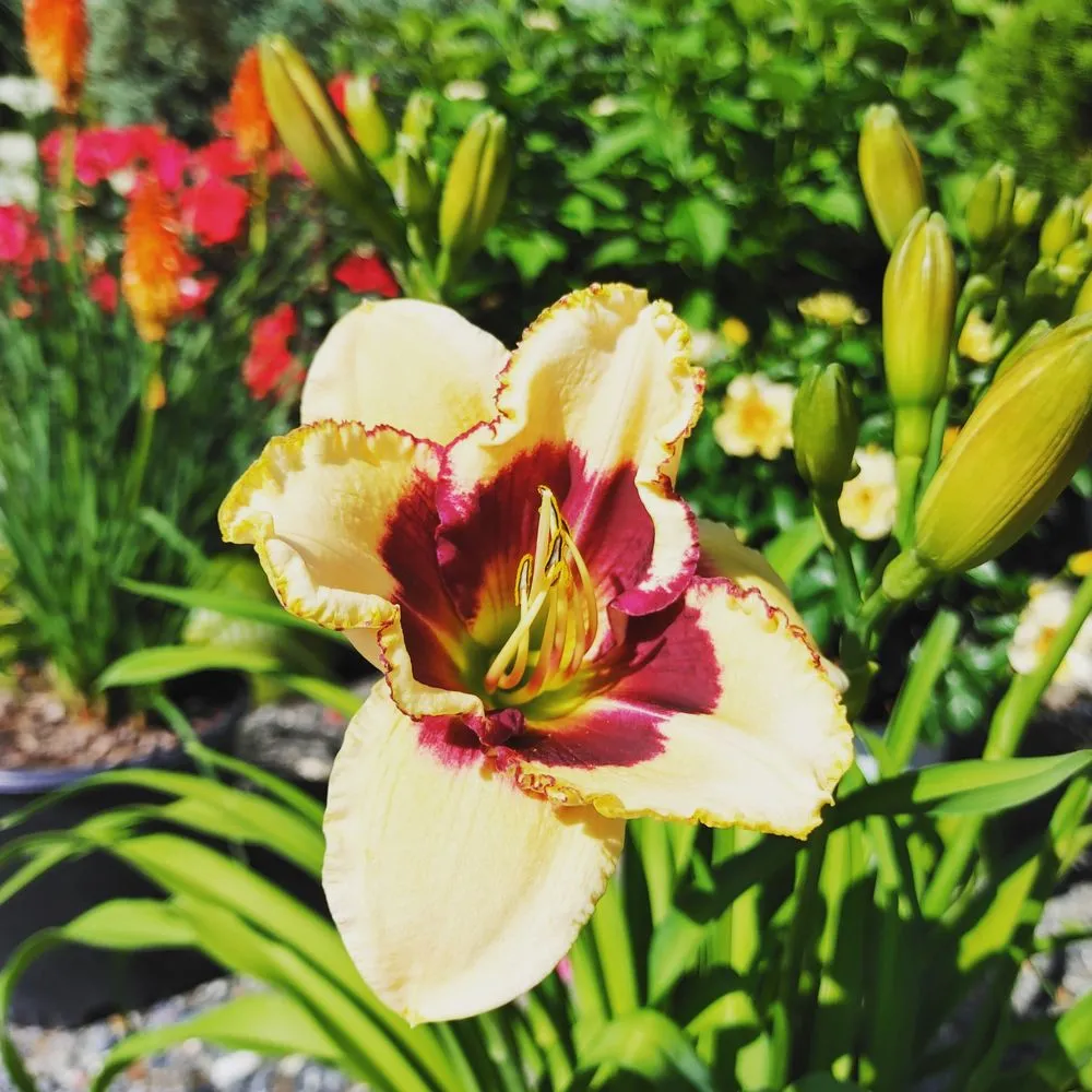 Top-rated landscape design experts serving Clayton, NJ - Hollembeak Garden Design