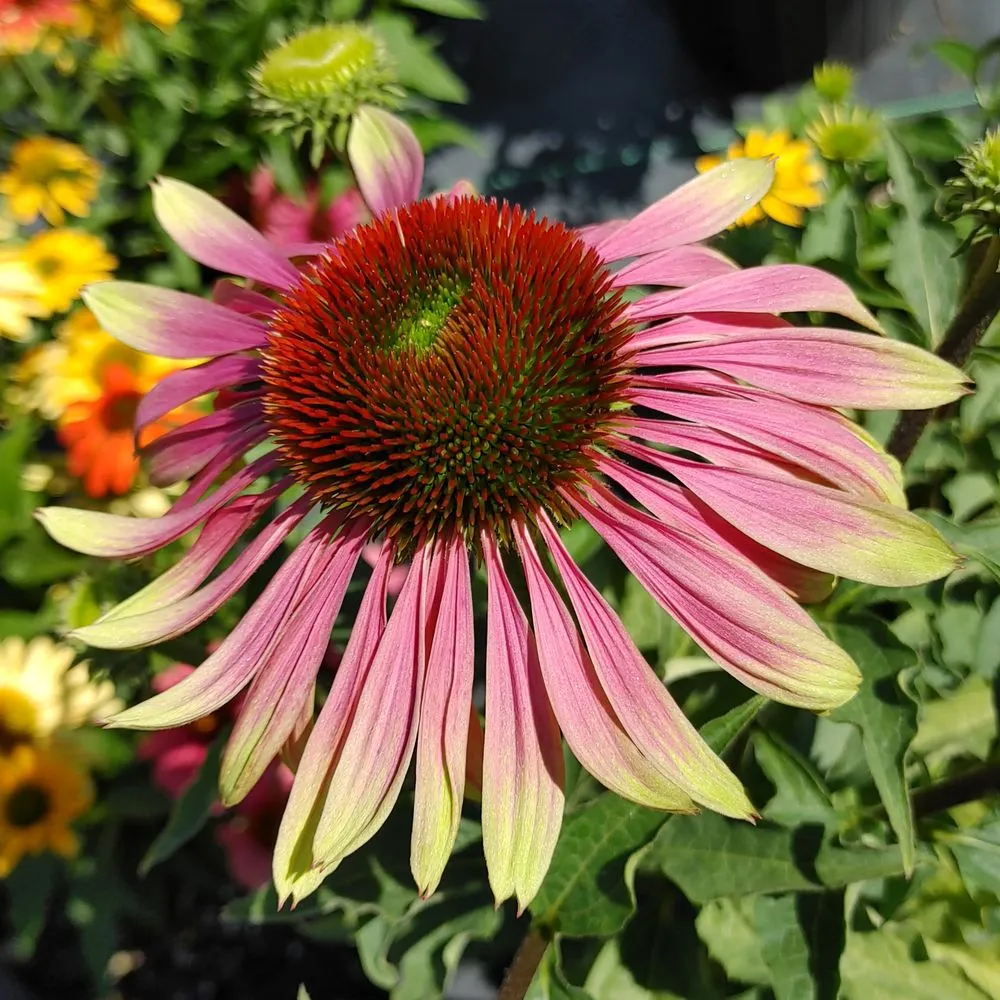 Custom yard cleanup service in Clayton, NJ - Hollembeak Garden Design