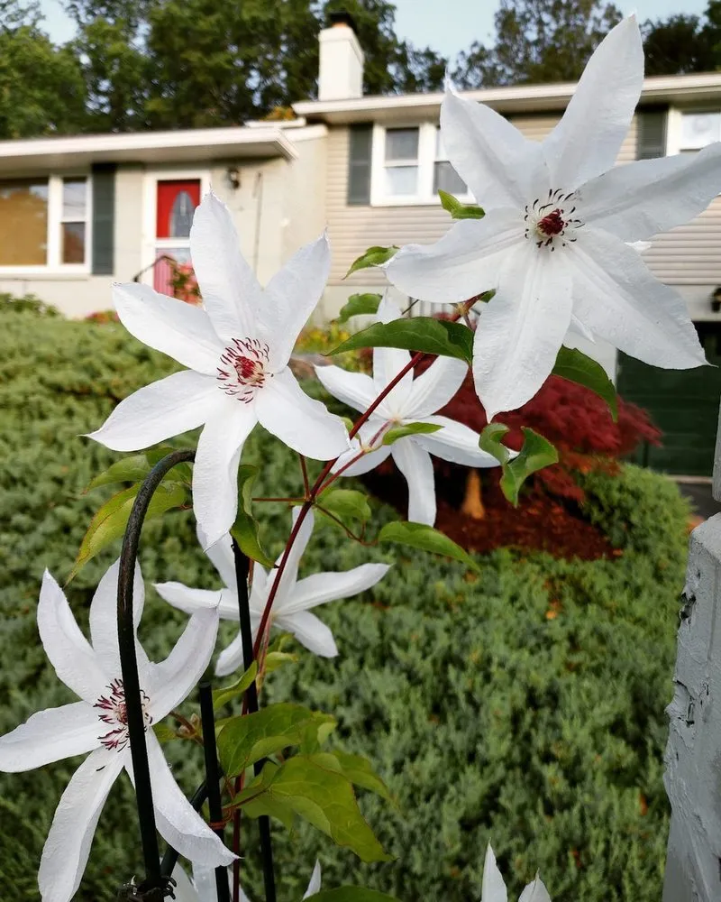 Reliable garden landscaping for residential properties across Clayton, NJ - Hollembeak Garden Design