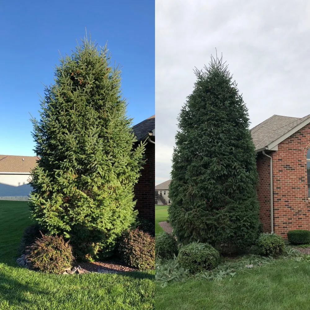 Affordable landscaping services for beautiful yards in Quincy, IL by Hollensteiner Lawn Care