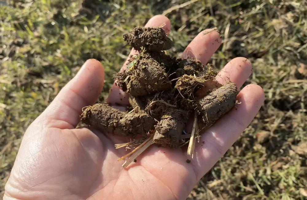 Affordable lawn care service experts serving Grove City, OH - Holleywood Lawn And Landscape