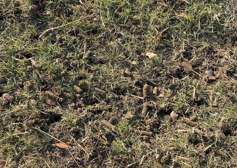 Top-rated residential landscaping experts serving Grove City, OH - Holleywood Lawn And Landscape