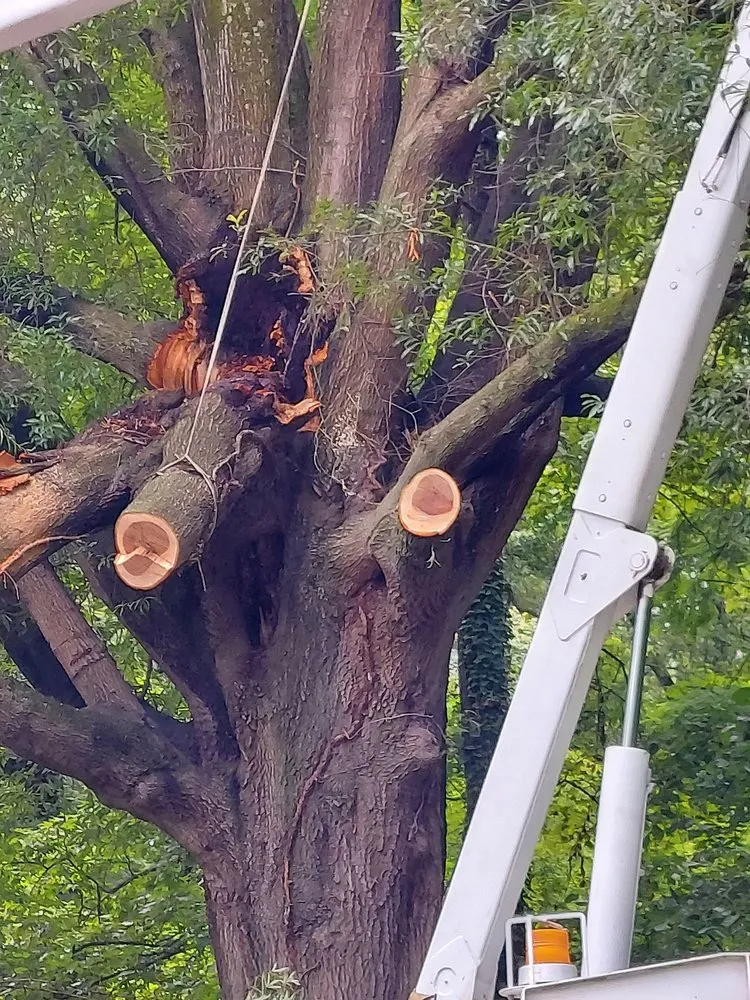 Professional residential landscaping experts serving Summerfield, NC - Holliday Landscape & Tree