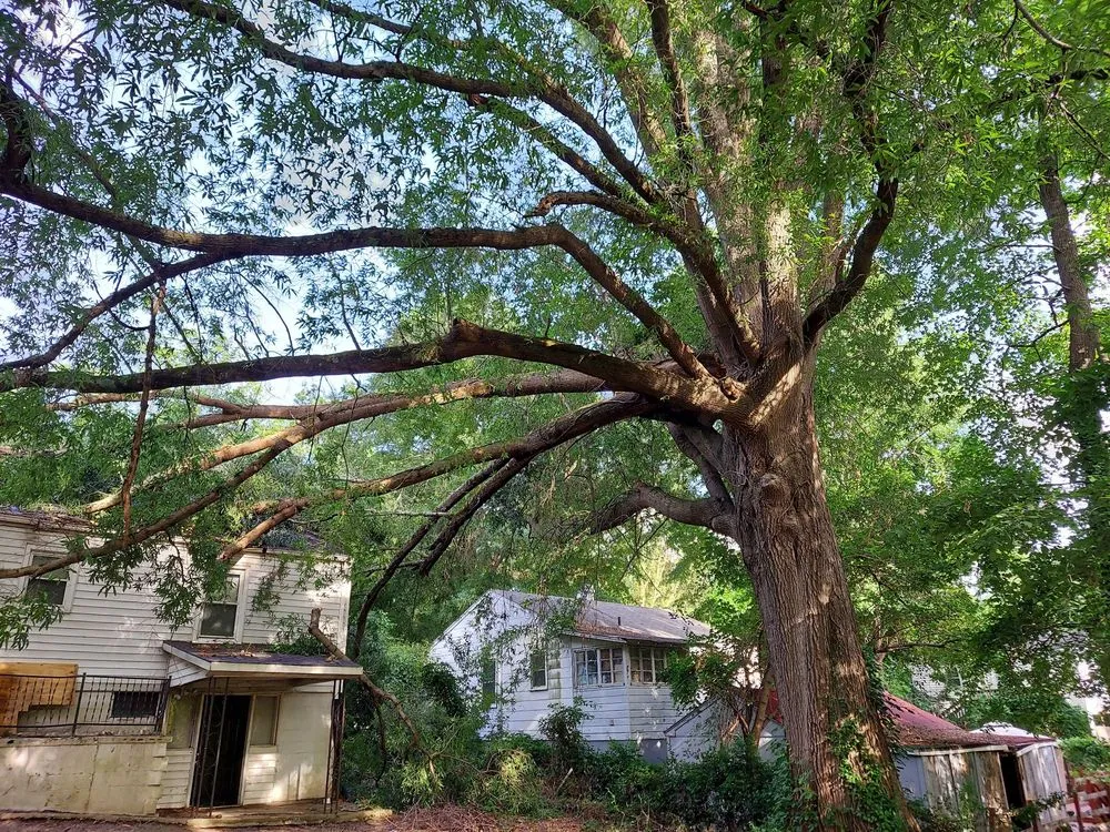 Affordable lawn care service for year-round maintenance across Summerfield, NC - Holliday Landscape & Tree