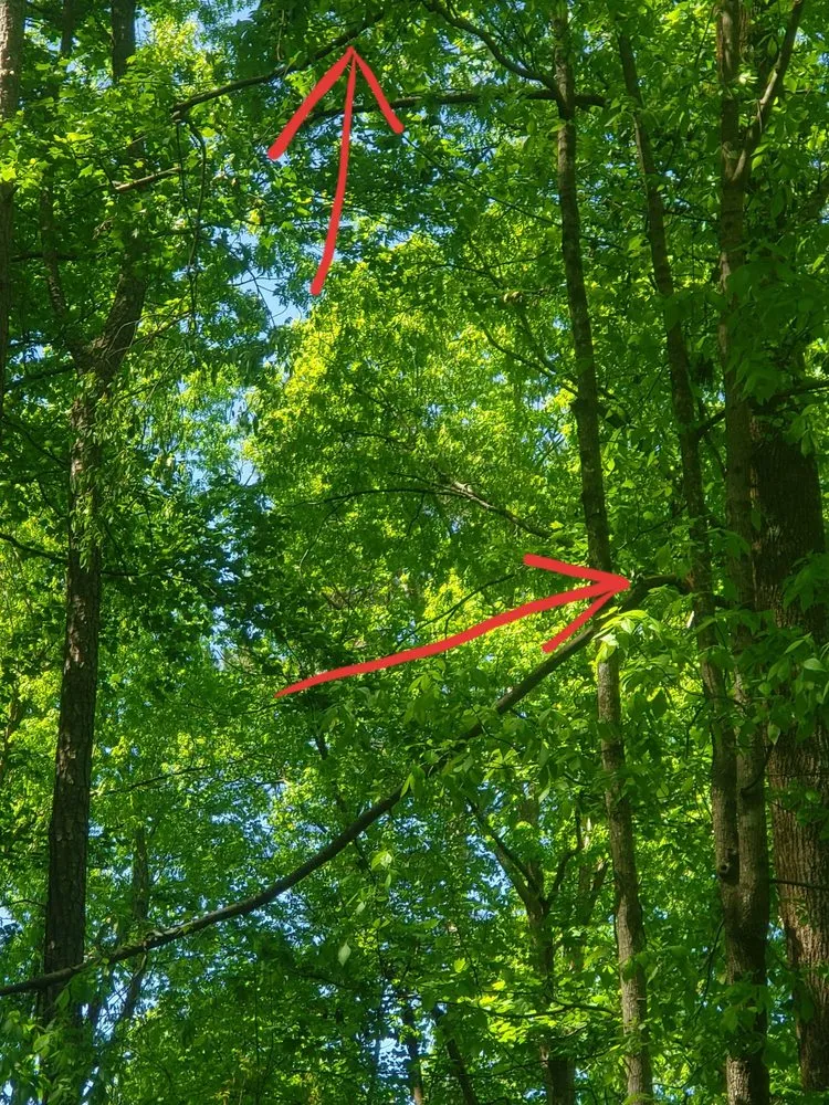 Trusted lawn mowing service near you across Acworth, GA - Hollister Tree Services