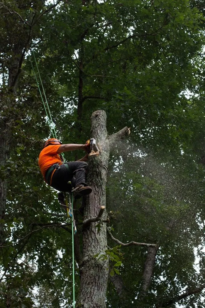 Reliable landscaping services in Acworth, GA by Hollister Tree Services
