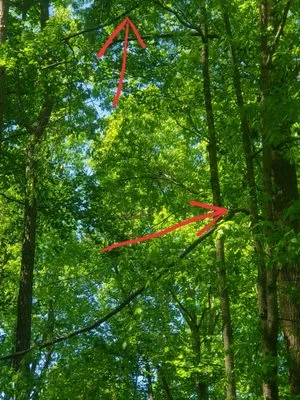 Hollister Tree Services Logo