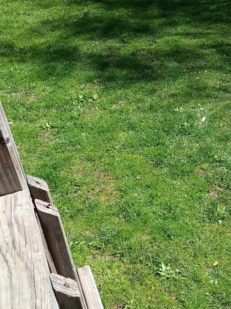Top-rated yard maintenance for residential properties across Clearfield, KY - Hollow Lawn Care
