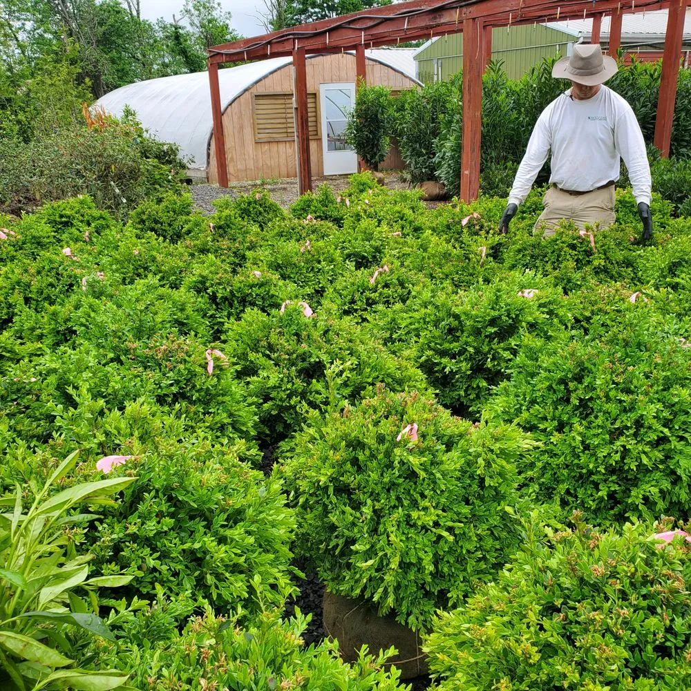 Top-rated yard cleanup service in Ambler, PA by Holly Days Nursery, Garden Center, & Landscaping