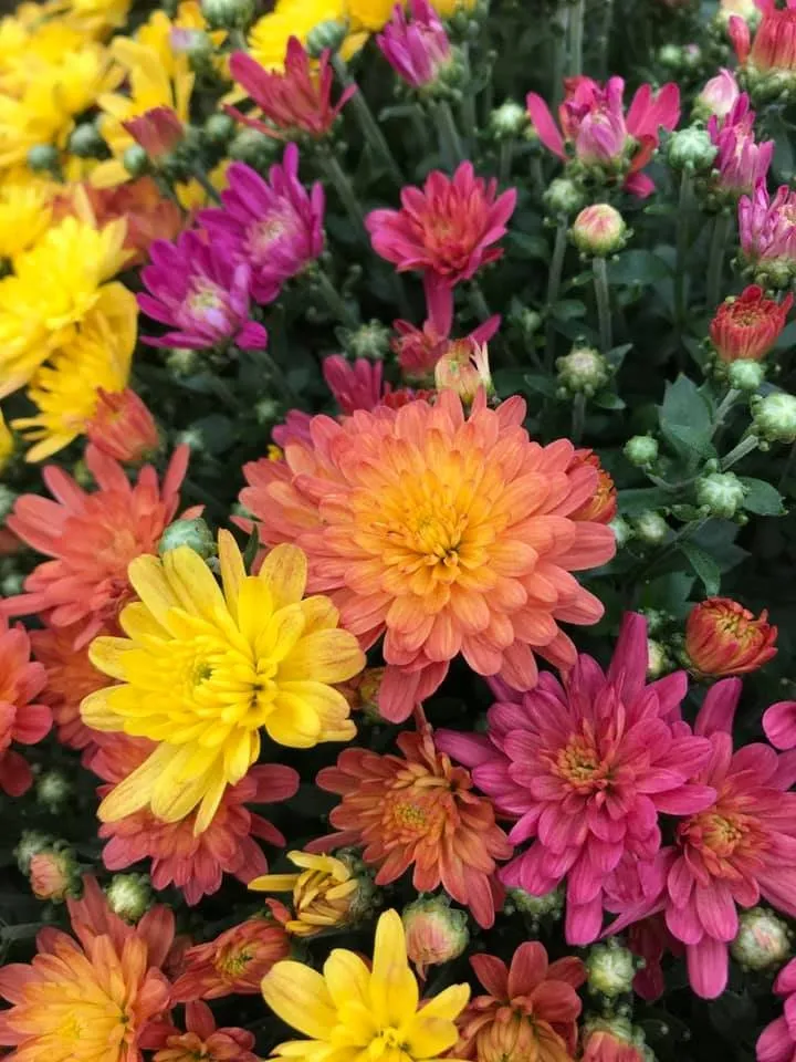 Affordable garden landscaping experts serving Ambler, PA - Holly Days Nursery, Garden Center, & Landscaping