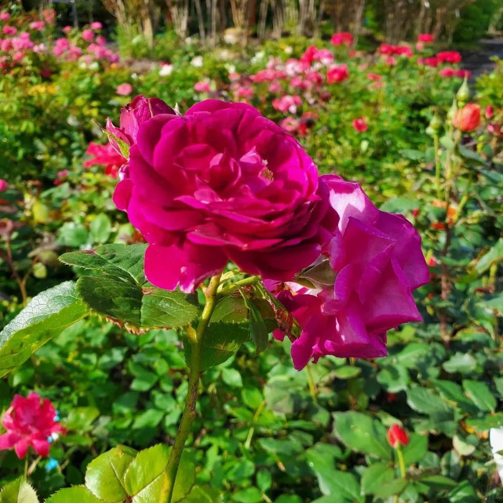 Professional landscaping services experts serving Ambler, PA - Holly Days Nursery, Garden Center, & Landscaping