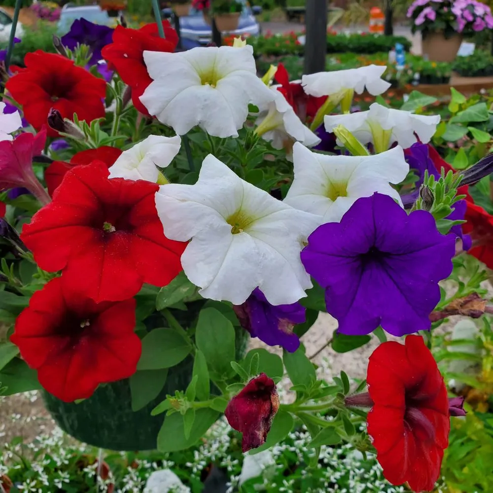 Professional lawn care service experts serving Ambler, PA - Holly Days Nursery, Garden Center, & Landscaping